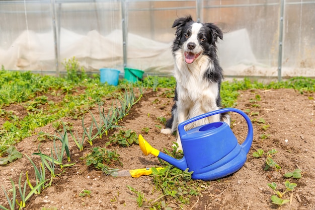 Outdoor portret van schattige lachende hond border collie met gieter op tuin achtergrond. grappige puppy als tuinman die gieter voor irrigatie haalt. tuinieren en landbouw concept.