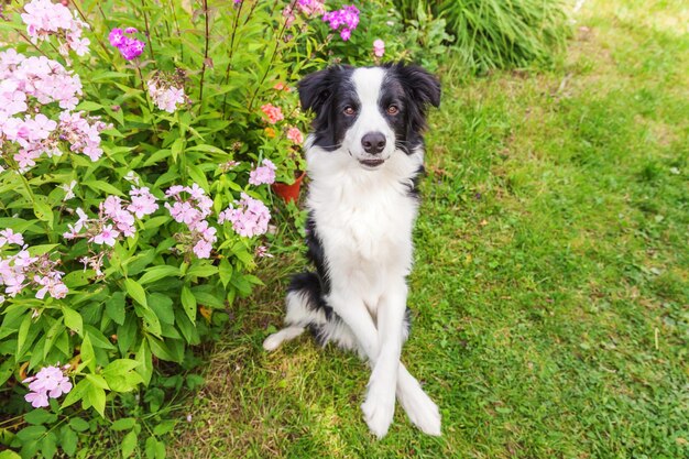 Outdoor portret van schattige lachende puppy border collie zittend op gras bloem achtergrond nieuwe mooie m