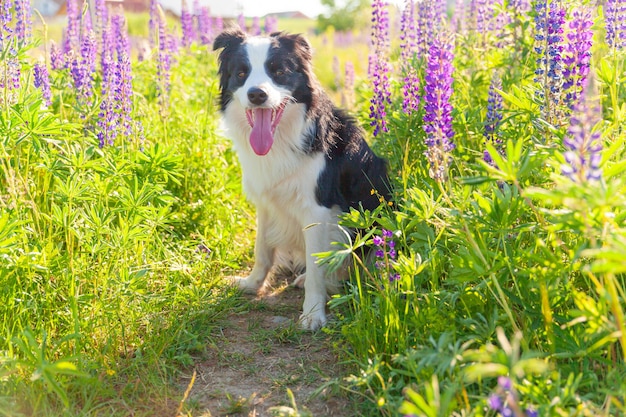 Outdoor portret van schattige lachende puppy border collie zittend op gras violet bloem scene