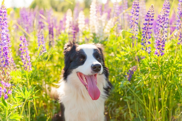 Outdoor Portret van schattige lachende puppy Bordercollie zittend op gras, violette bloementafel