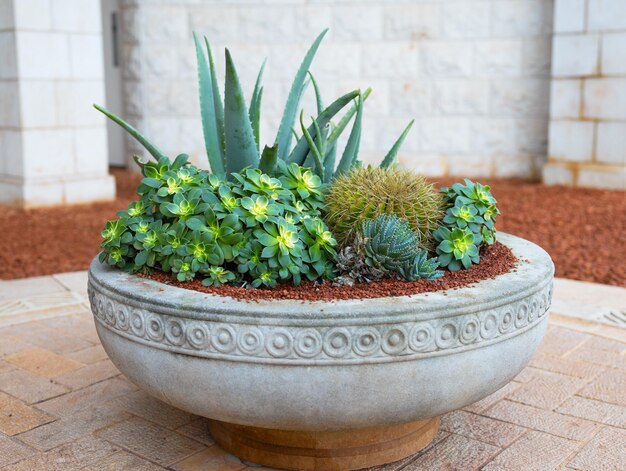 outdoor pot with cacti and plants