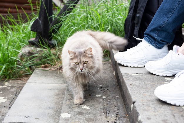 Outdoor recreation, people and her cat lifestyle concept male
and female feet in white sneakers and a cat next to her