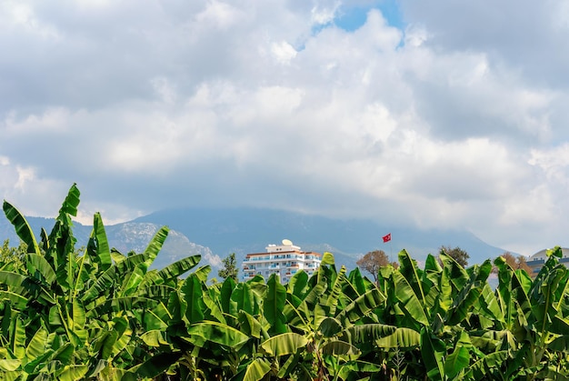 Photo an outdoor tenement house at noon surrounded by banana trees and a waving turkish flag