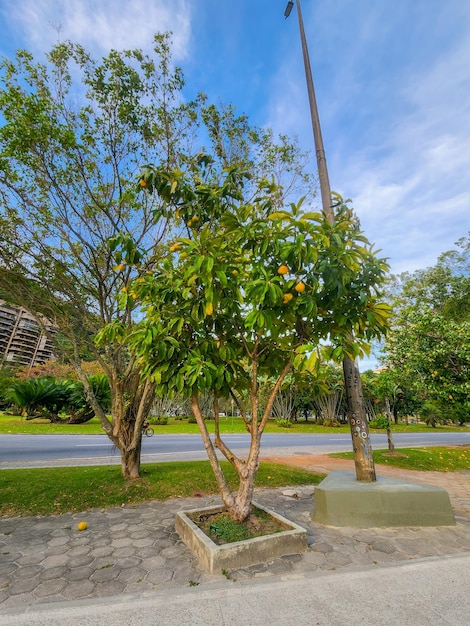 outdoor tree with elephant apple fruits in Rio de Janeiro Brazil