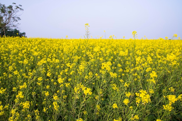 バングラデシュの田舎の屋外の黄色の菜の花畑