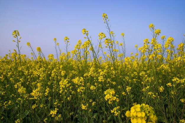 バングラデシュの田舎の屋外の黄色の菜の花畑