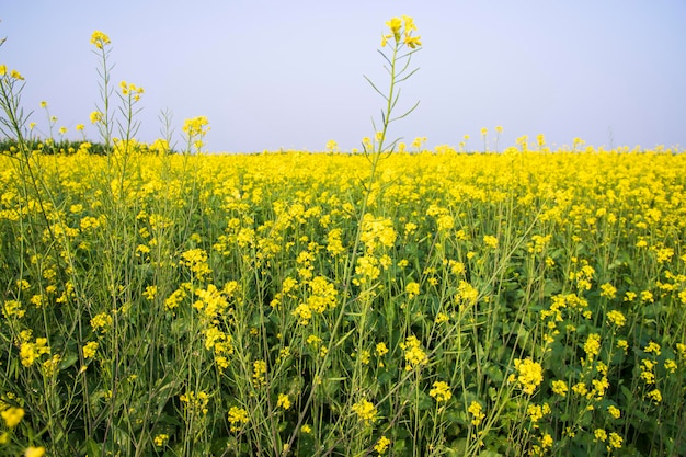 バングラデシュの田舎の屋外の黄色の菜の花畑