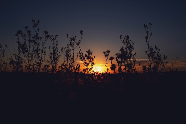 夏の晴れた夕日の花の輪郭