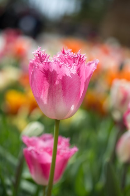 写真 春の庭に咲く見事な色とりどりのチューリップの花