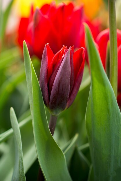 Outstanding colorful tulip flower bloom in the spring garden