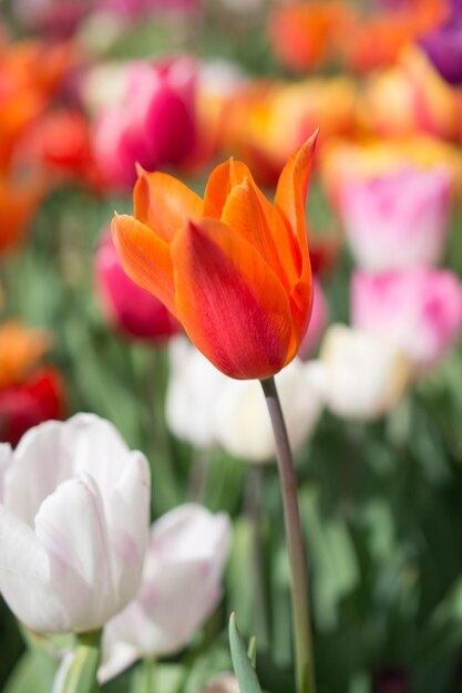 春の庭に咲く見事な色とりどりのチューリップの花