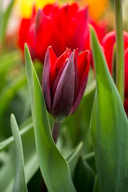 Foto un'eccezionale fioritura di tulipani colorati nel giardino primaverile