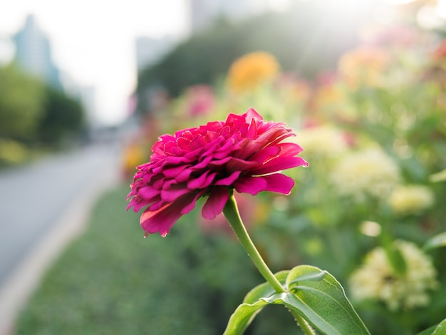 春の夏には庭園で抜群のピンク色の花