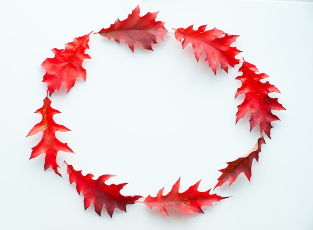 Oval frame made from vibrant red oak leaves, flat lay on white background. Abstract Autumn wreath