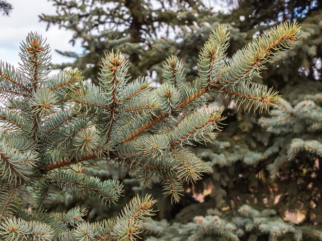 Photo ovaries of vernal growing cones on a colorado blue spruce branches the fir-needle at the background