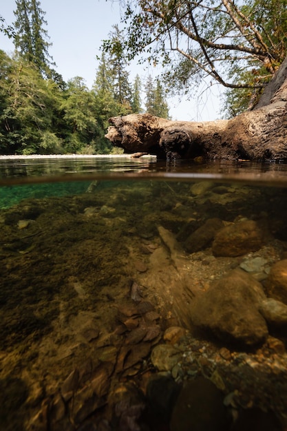 Over en Under foto van een rivier tijdens een levendige zonnige zomerdag