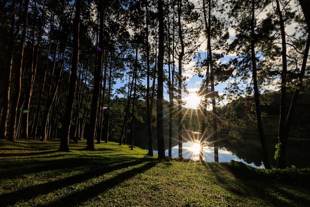 Over mooi licht van de zon en waterreflectie en schaduw van de dennenbomen