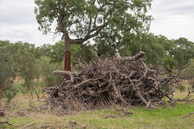 Overblijfselen van het snoeien van de kurkeiken in de weilanden van Extremadura