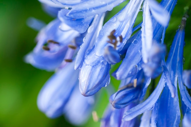 Overblijvend kruid klokje bloei blauwviolette bloemen