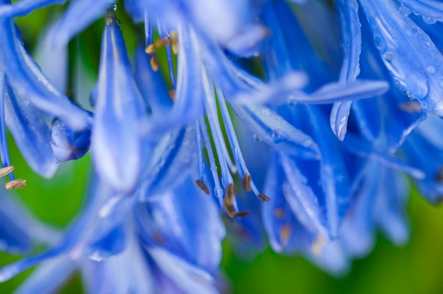 Overblijvend kruid klokje bloei blauwviolette bloemen