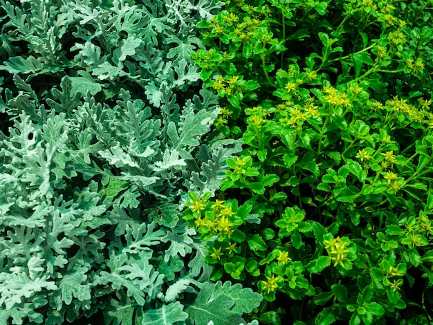 Overblijvende plantenpeper en zilveren cineraria. jonge bloemen in potten op teller van een tuinwinkel