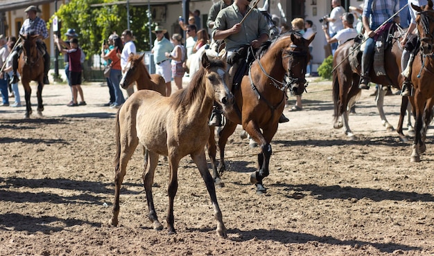 Overdracht van merries is een vee-evenement in El Rocio Huelva, Spanje In het Spaans genaamd Saca de Yeguas