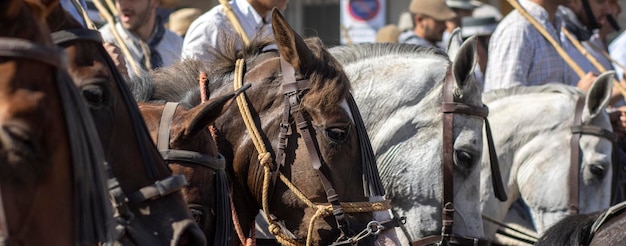 Overdracht van merries is een vee-evenement in el rocio huelva, spanje in het spaans genaamd saca de yeguas