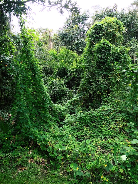 Foto overgroeide klimop en planten in het bos