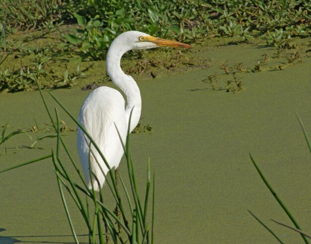 overgroeide tarn en kleine Egret