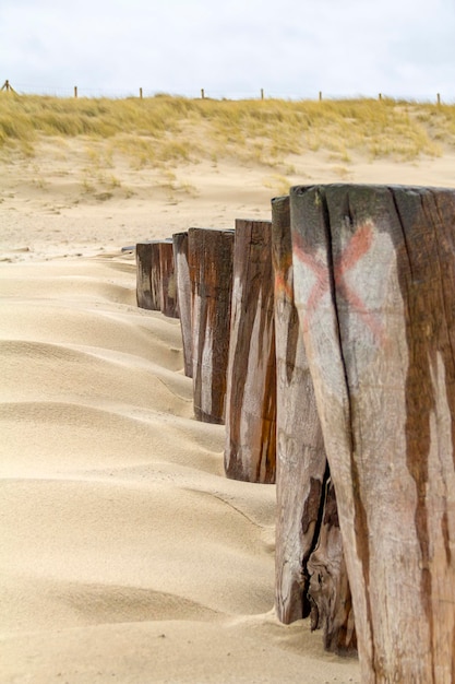 overgrown beach detail