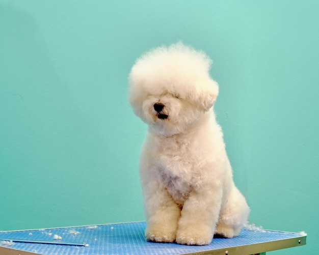 Bichon frise troppo cresciuto si siede su un tavolo da toelettatura