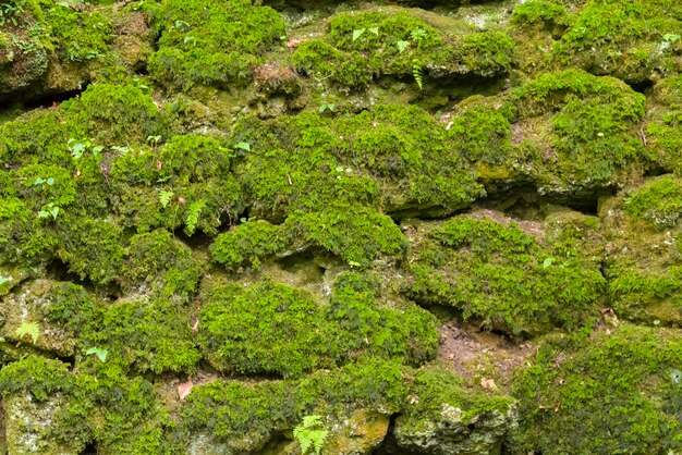 Photo overgrown dry stone wall