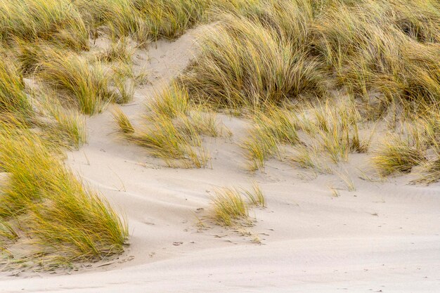 Photo overgrown dune detail