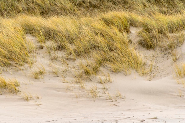 Photo overgrown dune detail