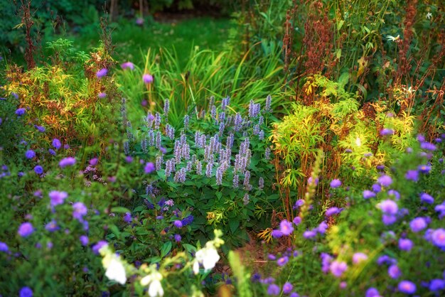 Overgrown garden with various plants Lush green backyard with red flowering bushes and bright purple blooms Different herbs and wild flowers growing in a park Vibrant nature scene with copy space