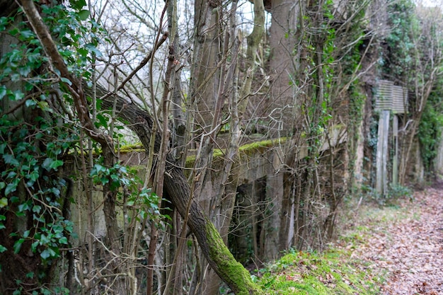 Overgrown old fence Wild shrubs moss