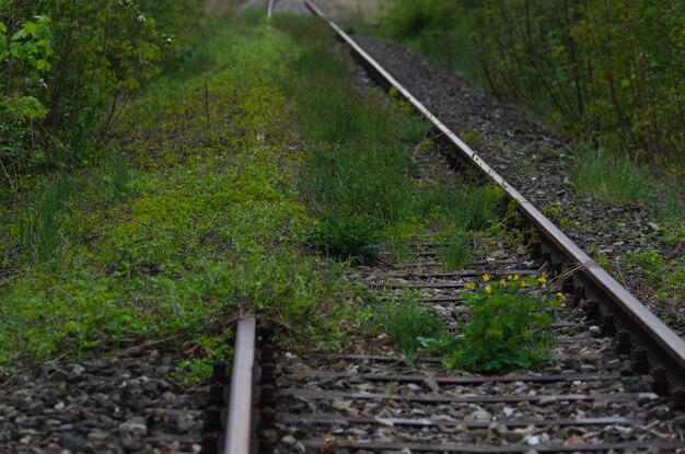 Overgrown old rails