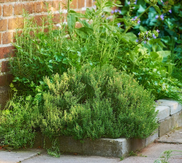 Overgrown wild herb garden growing on a cement curb or sidewalk next t a red brick wall Various plants in a lush flowerbed Green shrubs growing in a backyard Vibrant nature scene of small nursery