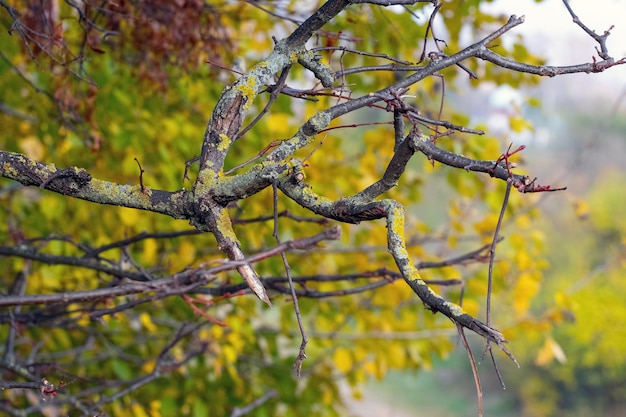 Overgrown with lichen branch of an old tree in the autumn forest, the old forest