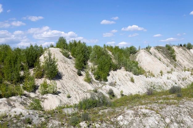 Ricoperta di giovani alberi piccole montagne