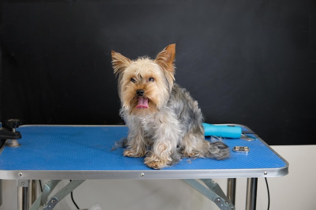 An overgrown Yorkshire Terrier sits waiting for a groomer to take care