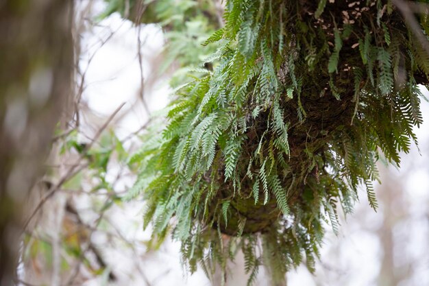 Foto la crescita eccessiva prende il sopravvento su un albero