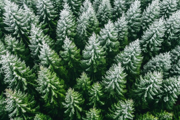 雪で覆われた緑の木で満たされた森の空から撮った写真