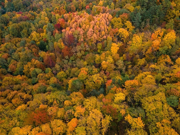 Overhead view autumn forest texture