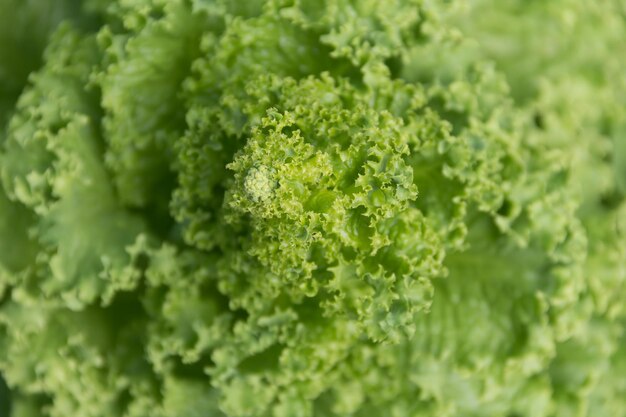 Overhead view of a blooming green lettuce