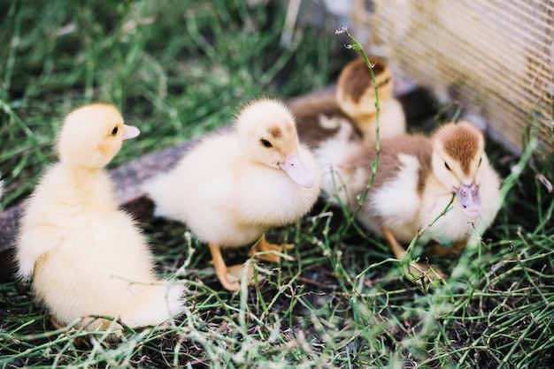 An overhead view of four duckling on green grass