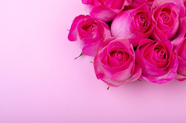 色付きの背景にコピースペースによる新鮮なピンクのバラの花のオーバーヘッドビュー