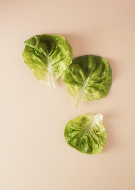 Overhead view of green lettuce leaves pie plants