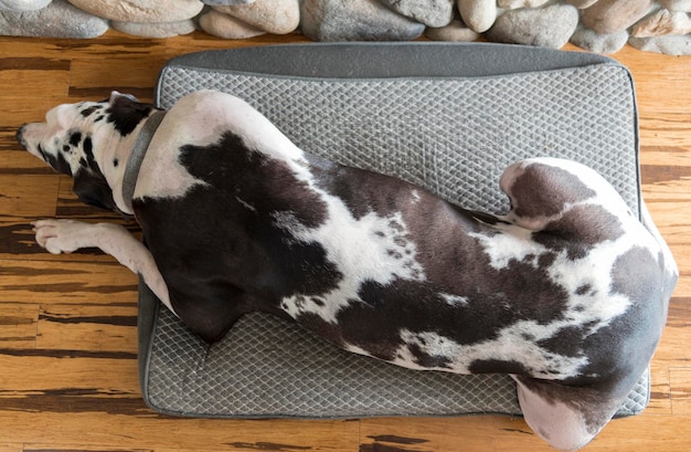 Photo overhead view of large great dane dog sleeping on dog bed for him over bamboo hardwood floors