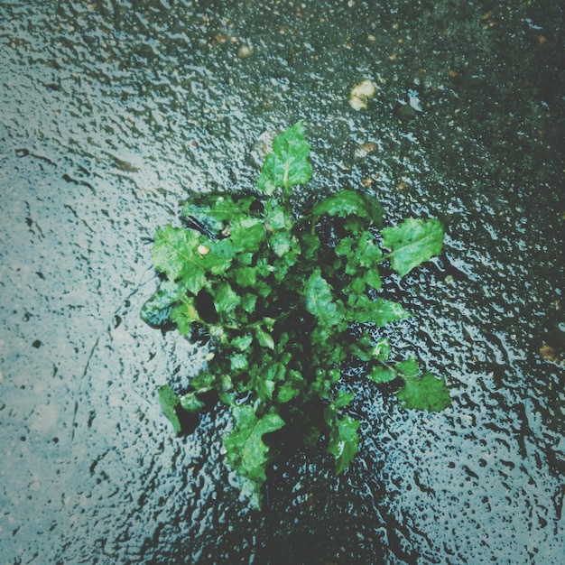 Photo overhead view of plant in water